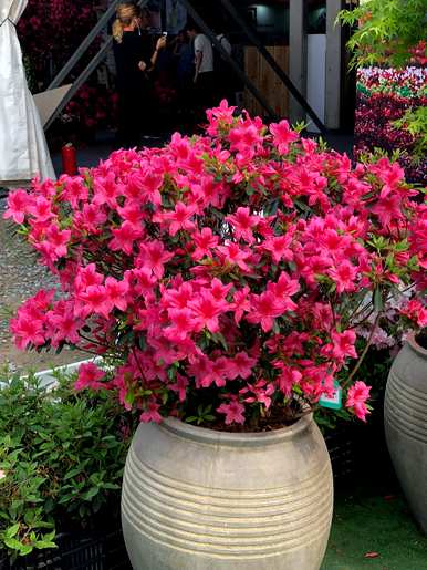 杜鹃花和茶花哪个好养，杜鹃花怎么养家养法？