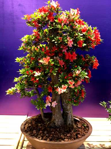 杜鹃花和茶花哪个好养，杜鹃花怎么养家养法？