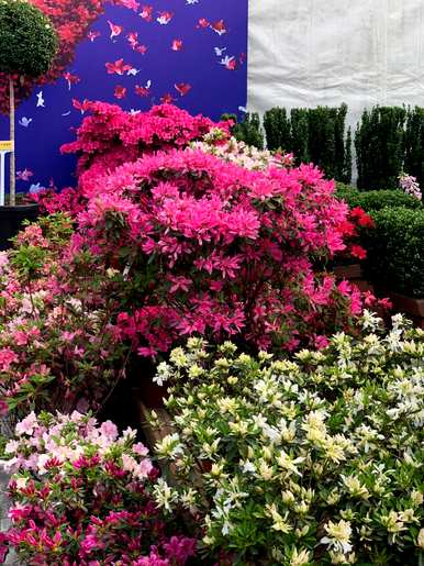 杜鹃花和茶花哪个好养，杜鹃花怎么养家养法？
