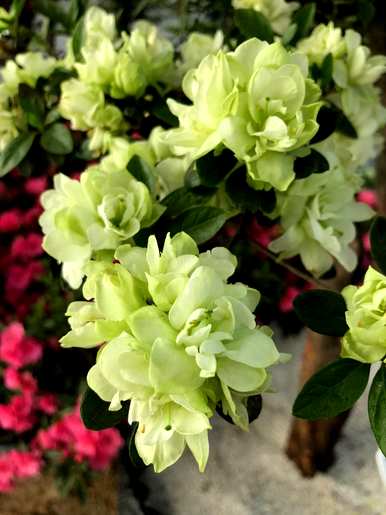 杜鹃花和茶花哪个好养，杜鹃花怎么养家养法？