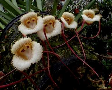 被子植物的叶子是什么，被子植物的叶子是什么？