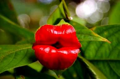 被子植物的叶子是什么，被子植物的叶子是什么？