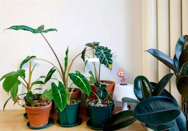 热亚海芋能在室内养吗？热亚海芋适合室内养吗？