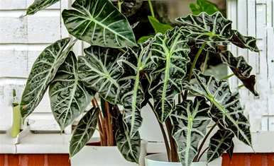 热亚海芋能在室内养吗？热亚海芋适合室内养吗？