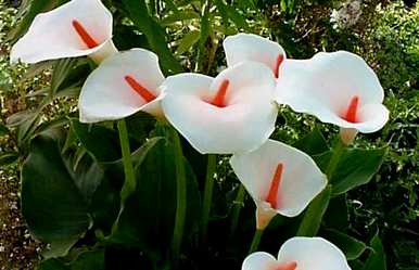 为什么马蹄莲喜欢旱？植物马蹄莲喜欢潮湿还是干燥？