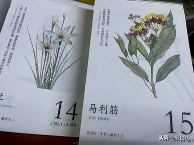 黄泡泡花语是什么意思，马利筋花语是什么意思？