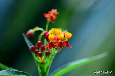 黄泡泡花语是什么意思，马利筋花语是什么意思？