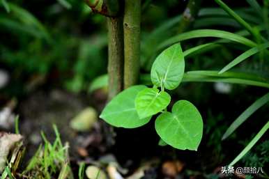 黄泡泡花语是什么意思，马利筋花语是什么意思？