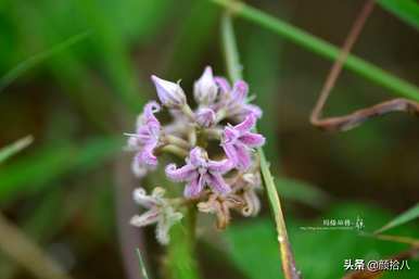 黄泡泡花语是什么意思，马利筋花语是什么意思？