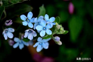 黄泡泡花语是什么意思，马利筋花语是什么意思？