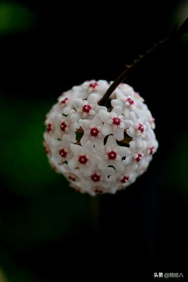 黄泡泡花语是什么意思，马利筋花语是什么意思？