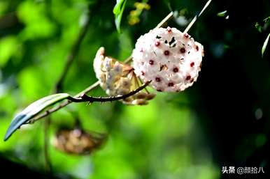 黄泡泡花语是什么意思，马利筋花语是什么意思？