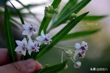 黄泡泡花语是什么意思，马利筋花语是什么意思？