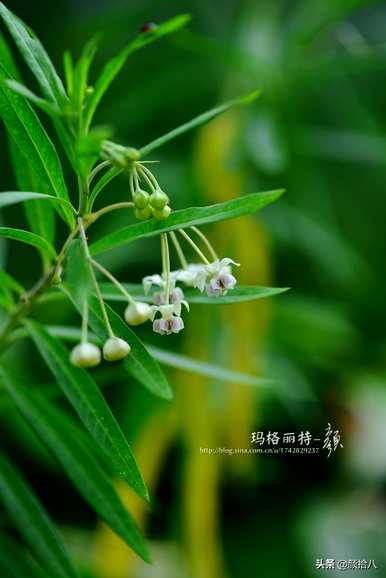 黄泡泡花语是什么意思，马利筋花语是什么意思？