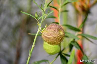 黄泡泡花语是什么意思，马利筋花语是什么意思？