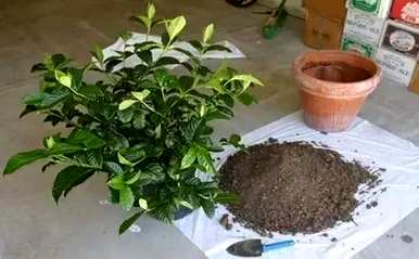 栀子花干枝黄叶怎么补救，栀子花黄叶怎么补救