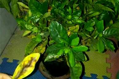 栀子花干枝黄叶怎么补救，栀子花黄叶怎么补救