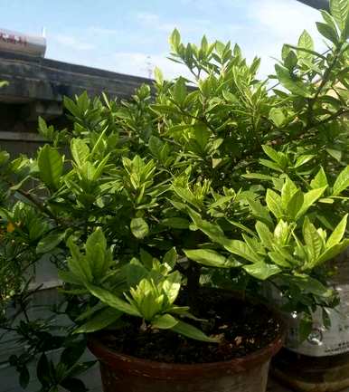 栀子花干枝黄叶怎么补救，栀子花黄叶怎么补救