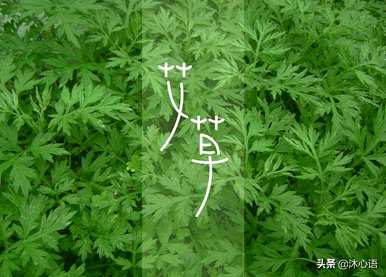 端午节挂艾草的寓意，端午节挂艾草的寓意
