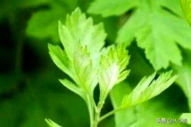 端午节挂艾草的寓意，端午节挂艾草的寓意