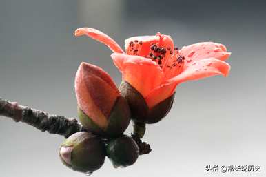 什么时候定木棉为广州市花，广州市花叫什么？