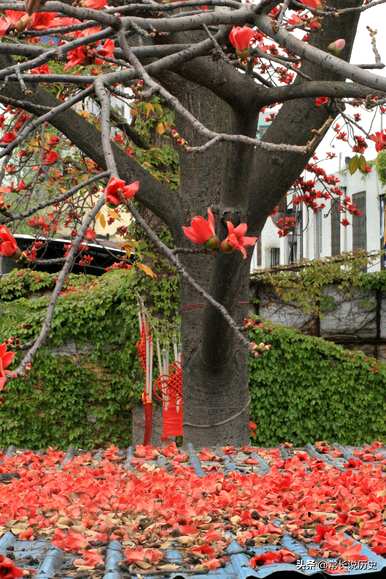 什么时候定木棉为广州市花，广州市花叫什么？
