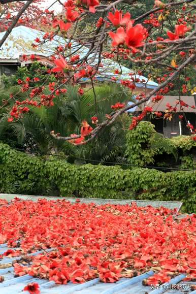 什么时候定木棉为广州市花，广州市花叫什么？