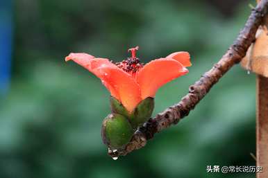 什么时候定木棉为广州市花，广州市花叫什么？
