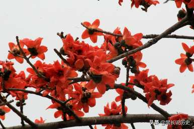 什么时候定木棉为广州市花，广州市花叫什么？