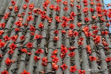 什么时候定木棉为广州市花，广州市花叫什么？