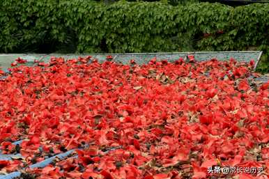 什么时候定木棉为广州市花，广州市花叫什么？