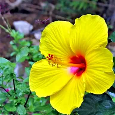 芙蓉有哪些别名？