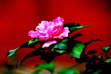 芙蓉有哪些别名？