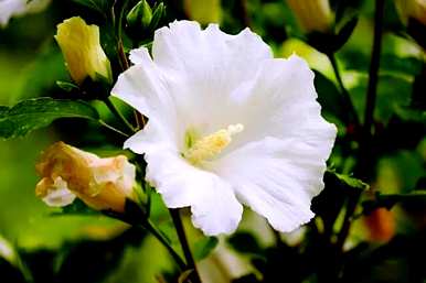 芙蓉有哪些别名？