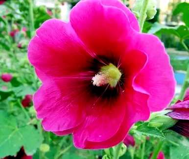 芙蓉有哪些别名？