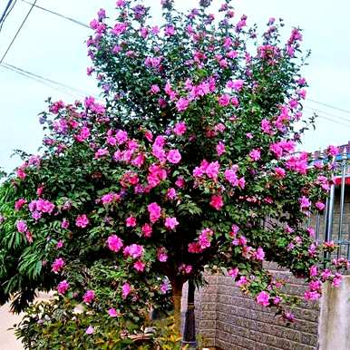 芙蓉有哪些别名？