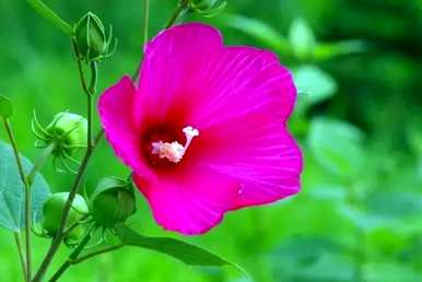 芙蓉有哪些别名？