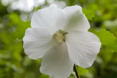 芙蓉有哪些别名？