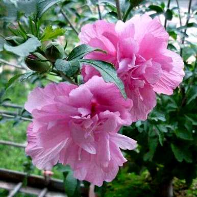 芙蓉有哪些别名？
