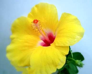 芙蓉有哪些别名？