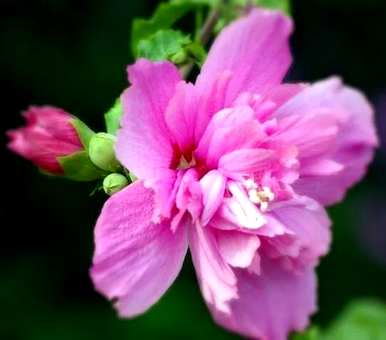 芙蓉有哪些别名？