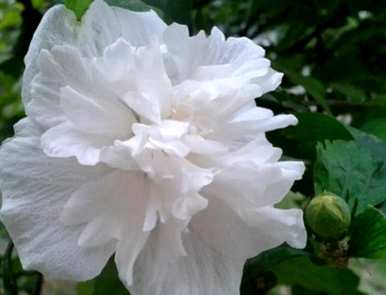 芙蓉有哪些别名？