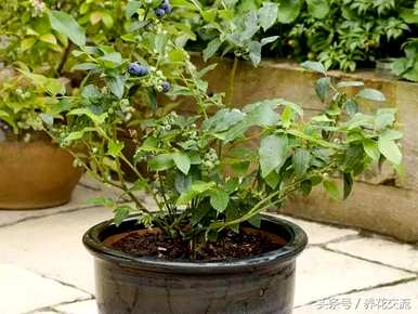蓝莓种植条件及苗木价格、蓝莓种植技术及价格视频