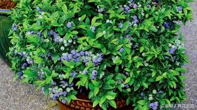 蓝莓种植条件及苗木价格、蓝莓种植技术及价格视频
