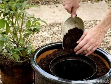蓝莓种植条件及苗木价格、蓝莓种植技术及价格视频