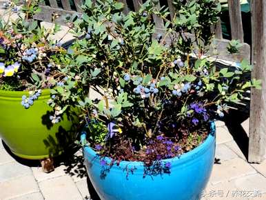 蓝莓种植条件及苗木价格、蓝莓种植技术及价格视频