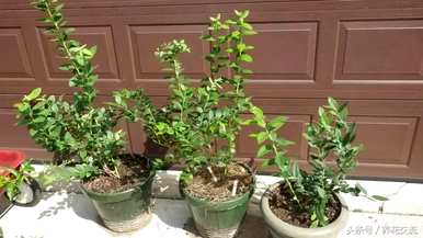 蓝莓种植条件及苗木价格、蓝莓种植技术及价格视频