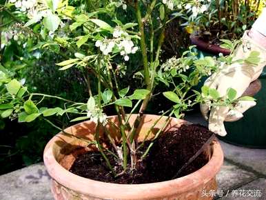 蓝莓种植条件及苗木价格、蓝莓种植技术及价格视频