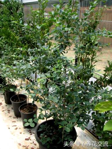蓝莓种植条件及苗木价格、蓝莓种植技术及价格视频