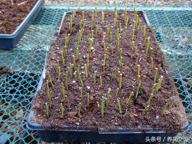 蓝莓种植条件及苗木价格、蓝莓种植技术及价格视频